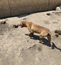 BIJOU, Hund, Mischlingshund in Rumänien - Bild 4