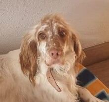 LUIGI, Hund, English Setter in Spanien - Bild 1