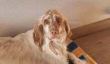 LUIGI, Hund, English Setter in Spanien - Bild 2