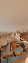 LUIGI, Hund, English Setter in Spanien - Bild 5