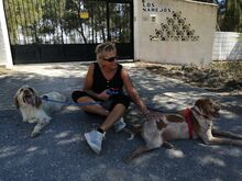 LUIGI, Hund, English Setter in Spanien - Bild 6