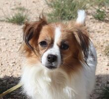 NURIA, Hund, Pekingese-Mix in Spanien - Bild 1