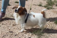 NURIA, Hund, Pekingese-Mix in Spanien - Bild 2