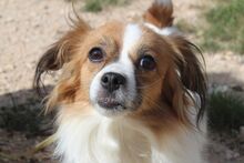 NURIA, Hund, Pekingese-Mix in Spanien - Bild 3