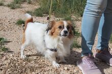 NURIA, Hund, Pekingese-Mix in Spanien - Bild 4