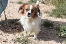 NURIA, Hund, Pekingese-Mix in Spanien - Bild 5