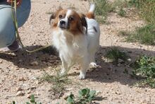 NURIA, Hund, Pekingese-Mix in Spanien - Bild 6