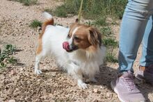 NURIA, Hund, Pekingese-Mix in Spanien - Bild 7