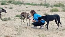 DIANA, Hund, Galgo Español in Spanien - Bild 3