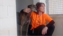 DIANA, Hund, Galgo Español in Spanien - Bild 5