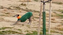 DIANA, Hund, Galgo Español in Spanien - Bild 8