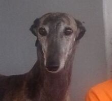 DIANA, Hund, Galgo Español in Bassenheim - Bild 1
