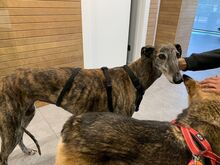DIANA, Hund, Galgo Español in Bassenheim - Bild 2