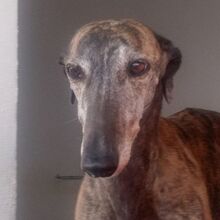 DIANA, Hund, Galgo Español in Bassenheim - Bild 4