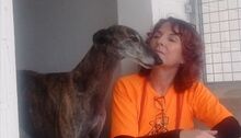 DIANA, Hund, Galgo Español in Bassenheim - Bild 6