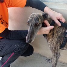 DIANA, Hund, Galgo Español in Bassenheim - Bild 9