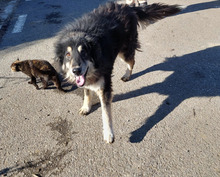 SUMMER, Hund, Rumänischer Schäferhund in Rumänien - Bild 1