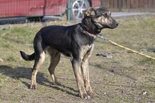 ARIZONA, Hund, Mischlingshund in Polen - Bild 6