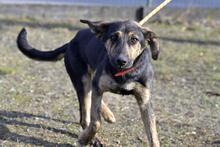 ARIZONA, Hund, Mischlingshund in Polen - Bild 9