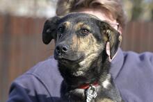 ARIZONA, Hund, Mischlingshund in Büren