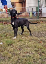 OGI, Hund, Mischlingshund in Bad Wünnenberg