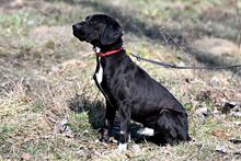 OGI, Hund, Mischlingshund in Bad Wünnenberg - Bild 10