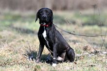 OGI, Hund, Mischlingshund in Bad Wünnenberg - Bild 12