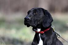OGI, Hund, Mischlingshund in Bad Wünnenberg - Bild 13