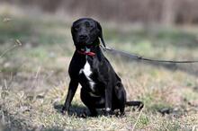 OGI, Hund, Mischlingshund in Bad Wünnenberg - Bild 14