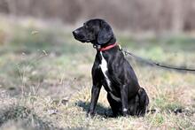 OGI, Hund, Mischlingshund in Bad Wünnenberg - Bild 15