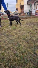 OGI, Hund, Mischlingshund in Bad Wünnenberg - Bild 2