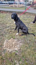 OGI, Hund, Mischlingshund in Bad Wünnenberg - Bild 3