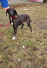 OGI, Hund, Mischlingshund in Bad Wünnenberg - Bild 4