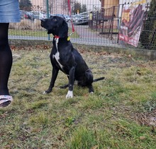 OGI, Hund, Mischlingshund in Bad Wünnenberg - Bild 5
