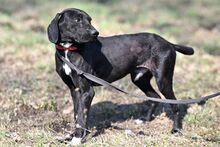 OGI, Hund, Mischlingshund in Bad Wünnenberg - Bild 6