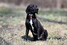 OGI, Hund, Mischlingshund in Bad Wünnenberg - Bild 7