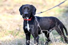 OGI, Hund, Mischlingshund in Bad Wünnenberg - Bild 8