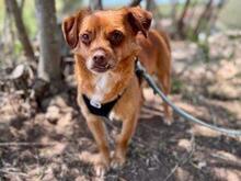 MIRTO, Hund, Mischlingshund in Italien - Bild 14