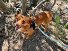 MIRTO, Hund, Mischlingshund in Italien - Bild 15