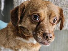 MIRTO, Hund, Mischlingshund in Italien - Bild 16