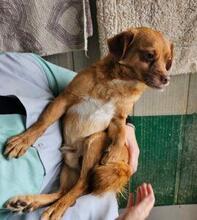 MIRTO, Hund, Mischlingshund in Italien - Bild 17