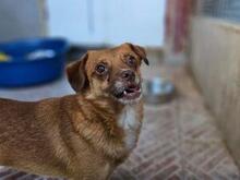 MIRTO, Hund, Mischlingshund in Italien - Bild 18