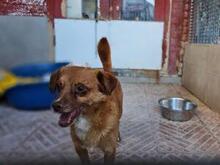 MIRTO, Hund, Mischlingshund in Italien - Bild 19