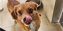 MIRTO, Hund, Mischlingshund in Bonn - Bild 1