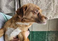 MIRTO, Hund, Mischlingshund in Bonn - Bild 11