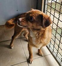 MIRTO, Hund, Mischlingshund in Bonn - Bild 12