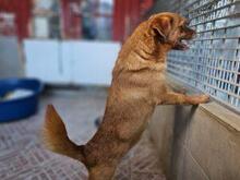 MIRTO, Hund, Mischlingshund in Bonn - Bild 13