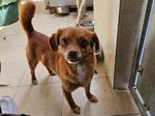 MIRTO, Hund, Mischlingshund in Bonn - Bild 3