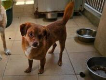 MIRTO, Hund, Mischlingshund in Bonn - Bild 4