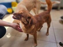 MIRTO, Hund, Mischlingshund in Bonn - Bild 5